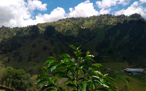 Caficultores en caos y total abandono &iquest;Y d&oacute;nde est&aacute; el gerente?