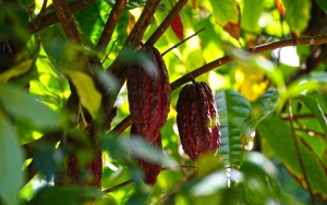 Cacaocultores tendr&iacute;an tiendas estilo Juan Valdez
