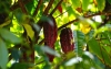 Cacaocultores tendr&iacute;an tiendas estilo Juan Valdez