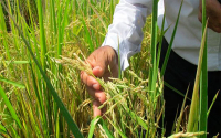 Fedearroz detalla inversi&oacute;n con dineros del Fondo Nacional del Arroz y COL RICE