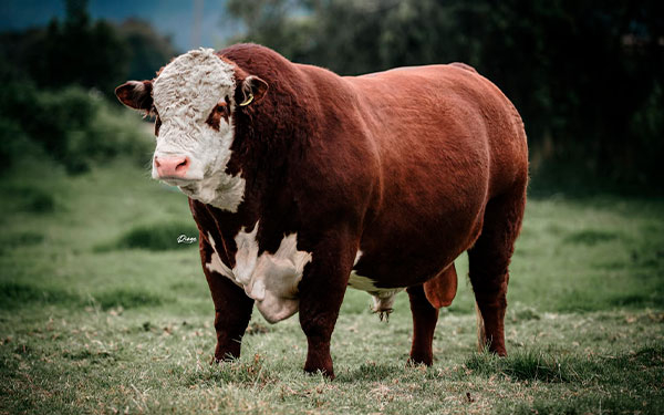 Hereford y Bradford: m&aacute;s carne, mayor calidad, y en gen&eacute;tica la mejor inversi&oacute;n