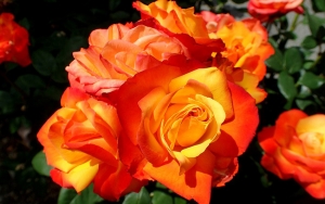 San Valent&iacute;n est&aacute; a la vuelta de la esquina y las heladas tambi&eacute;n: Asocolflores