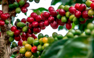 Huila cafetero afianza liderazgo en producci&oacute;n, prestigio y taza