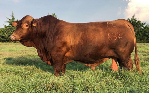Beefmaster, una raza joven con insuperable aporte gen&eacute;tico y rentabilidad