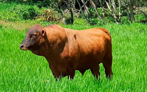 Romosinuano, una raza criolla potente y prospectiva: Asocriollanos