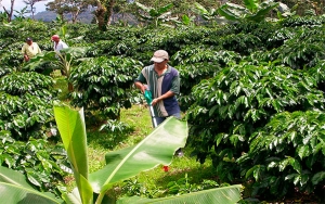 Coronavirus amenaza cosecha cafetera, pero hay opciones: V&aacute;squez
