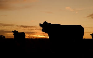 Ganader&iacute;a en la oscuridad: Aftosa impactar&aacute; negativamente el PIB