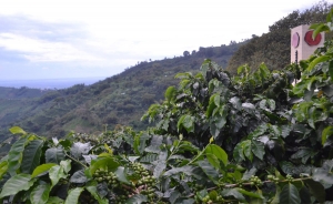 Exportar caf&eacute; en peque&ntilde;as cantidades, una opci&oacute;n viable