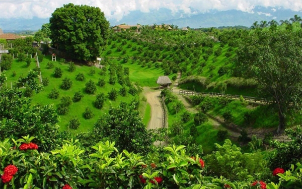 Caf&eacute; de Risaralda, la huella imborrable de la colonizaci&oacute;n antioque&ntilde;a