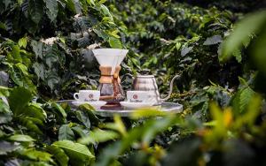 Caf&eacute; diferenciado del Quind&iacute;o est&aacute; marcando una interesante tendencia