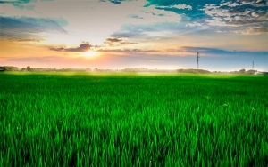 Fedearroz deplor&oacute; atentado a la infraestructura arrocera en Pore-Casanare