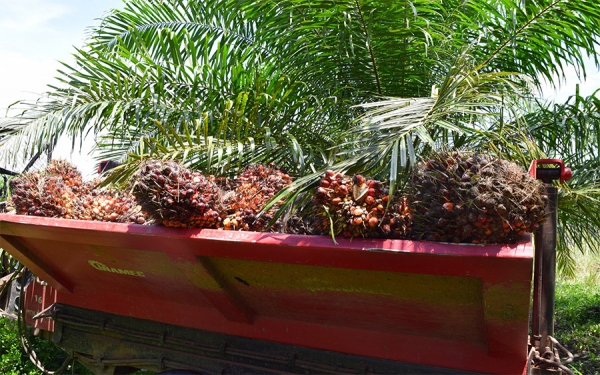 Poligrow, diez a&ntilde;os sembrando esperanza en Mapirip&aacute;n