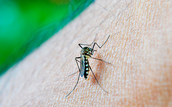 Pandengue, congreso internacional contra el dengue en las Am&eacute;ricas
