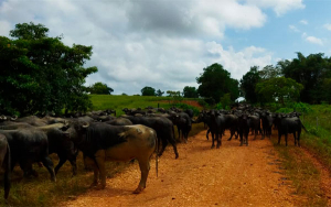 Ganaderos padecen en La Mojana inclemencias invernales