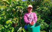 Xagua, caficultura de la Serran&iacute;a del Perij&aacute; hecha con fe de carbonero