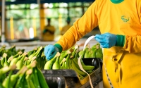 Expo Dub&aacute;i acoger&aacute; el banano colombiano