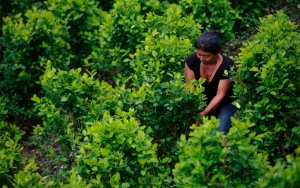 Cocaleros en Colombia: el eslab&oacute;n paria de un pa&iacute;s esclavo del narco