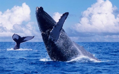 Turismo, con el calor del pac&iacute;fico y el encanto de las ballenas