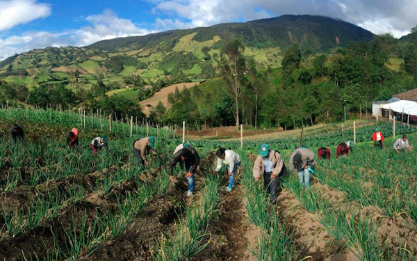 Campesinos colombianos siembran ilusiones y cosechan tragedia