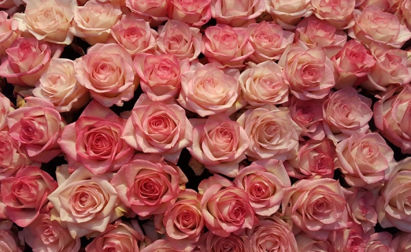 Floricultores cuentan con asistencia t&eacute;cnica y comercial