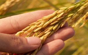 &Eacute;xito de Fedearroz, &iquest;envidia o tormento de muchos?