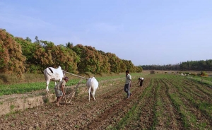 Agricultores venezolanos denuncian que Gobierno y delincuencia los arrinconan
