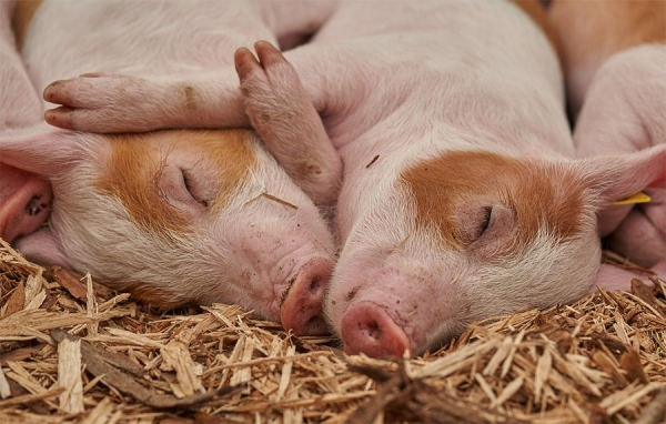 El campo no puede seguir dormido con intermediarios muy despiertos