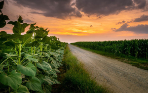 Los caminos de la agricultura siguen siendo promisorios con Mon&oacute;meros