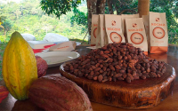 Xocasa, un cacao org&aacute;nico del Casanare totalmente saludable y confiable