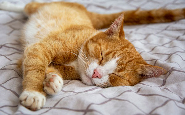 P&oacute;liza Scotiabank Colpatria, el sue&ntilde;o de las mascotas