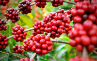 Precios del caf&eacute; marcan r&eacute;cord en 13 a&ntilde;os por disminuci&oacute;n de suministros