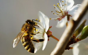 Abejas mueren por excesivo uso de agroqu&iacute;micos en el mundo