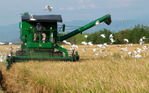 2026, un a&ntilde;o retador para el arroz y el sector agropecuario