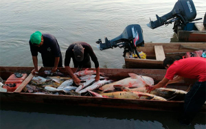 AUNAP expidi&oacute; nuevas resoluciones para la Orinoqu&iacute;a Colombiana