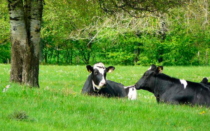 Paisajes ganaderos sostenibles: Amables, &uacute;tiles y altamente productivos