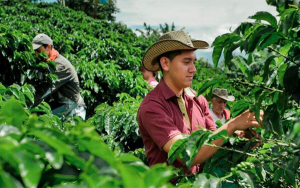 La locura, caf&eacute; con precios hist&oacute;ricos, &iquest;camino a dos millones la carga?