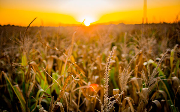 IICA y Nasa Harvest promueven herramientas para enfrentar el clima