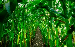 Pandemia cambi&oacute; al mundo y a sus sistemas de producci&oacute;n