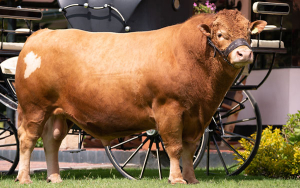 Wagy&uacute;, una raza especial de Jap&oacute;n que crece y cautiva en Colombia