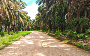 Palmas del Cesar en el camino, paradigma en innovaci&oacute;n y desarrollo