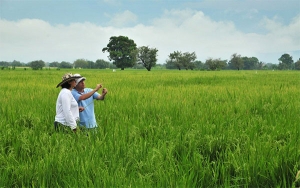 Hablar de arroz es consecuente con cifras reales de productividad
