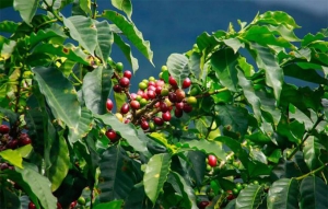 Familias caficultoras, ganadoras con Fondo de Estabilizaci&oacute;n de Precios