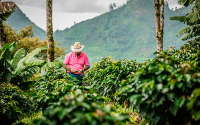 Cooperativas cafeteras, garant&iacute;a de compra y tranquilidad en productores
