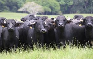 Rentabilidad rural demanda trabajo y no caridad o milagros: Asob&uacute;falos