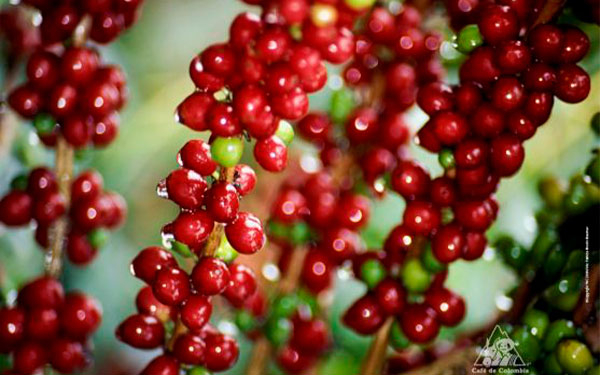 Espaldarazo del gremio cafetero a gesti&oacute;n del Gerente General de la FNC