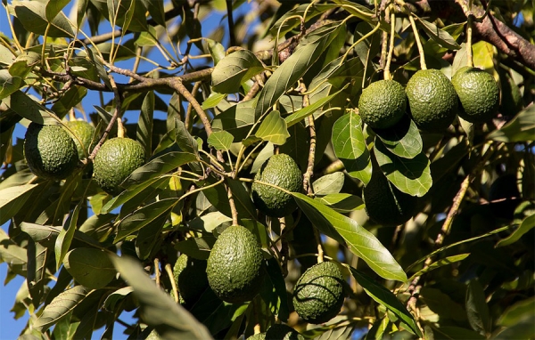 &iquest;Guerra del aguacate?, la fruta evitar&iacute;a el cierre de fronteras EEUU-M&eacute;xico