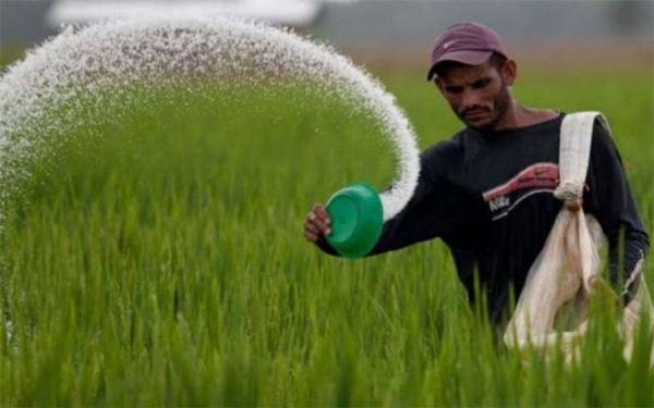 Alarma en el sector arrocero por uso de semillas no certificadas