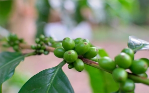 Gobierno y FNC rubrican agenda 2030 para el sector cafetero