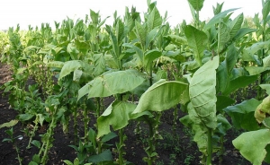 Aumenta en 3.400 toneladas cosecha de tabaco en mayor zona productora de Cuba