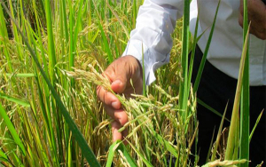 Arroceros demandan del gobierno infraestructura y asistencia t&eacute;cnica